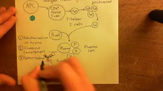 Chronic Inflammation - Angiogenesis Part 4