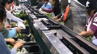 Lucas Greenhouse Sticking Line