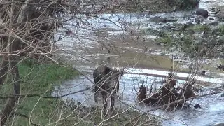 BOL AKSİYON DOLU DOMUZ AVI & BEST WILD BOAR HUNTING & CHASSE AU SANGLIER