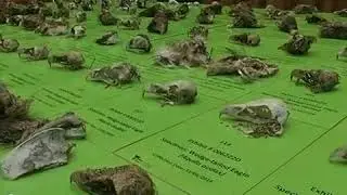 eagle slaughter at Tubbut