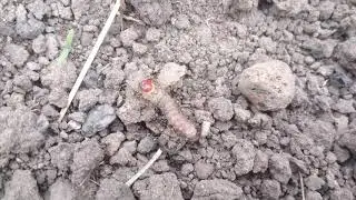 Муравьи напали на гусеницу и крамсают ее