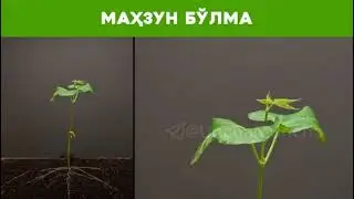 Махзумлик хакида