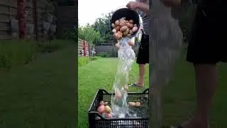 Excellent harvest