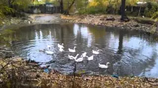 Гуси в Самаре