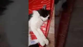 сегодня я просто прихожу домой и вижу что моя кошка тяжело дышит, ей осталось не долго.. 😫😭