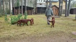 Сеттеры. 6-02. Зарядка на каждый день.