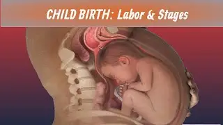 Child Birth 3D Animation | Labor and Stages |