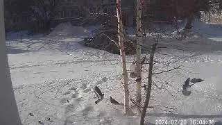 ЗИМА ,РУБЦОВСК --20.02.2024 г.