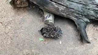 Taronga Zoo Echidnas 🦔
