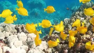 Coral reef grazers help promote coral reef resilience in Hawaiʻi
