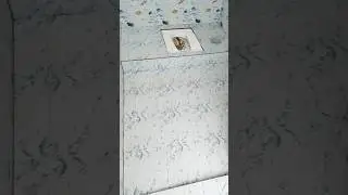 #bathroom floor tile laying work#bathroom  1×1 tile 32 rs #awesome design #tiles