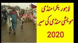 Lahore Baqra Mandi, Lahore mawashi Mandi