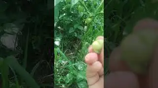BUAH UNIK #vlog