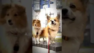 Как назвать шип Рокки и Ежевики?💋 #corgi #reels #corgipuppy #instagramm #рек