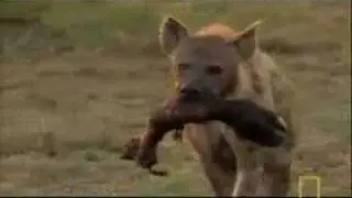 Single Hyena vs African Wild Dogs