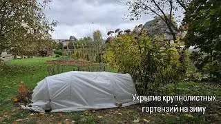 Укрытие крупнолистных гортензий в ОГ на зиму. Гортензии в кашпо: какие и где будут зимовать?