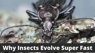 Here's Why Insects Evolve Faster