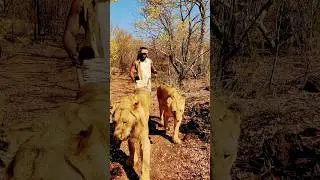 My first time walking with lions in Africa  #zambia #livingstone #leo