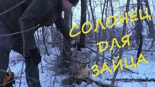 Солонец для зайца или день добрых заячьих дел...
