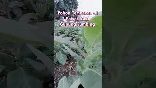 Panorama indah puncak alam kaki Gunung Sumbing #gunungsumbing #tembakau #temanggung #jawatengah