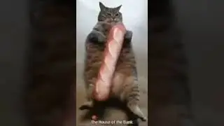 🐱+🥖= ¿?
