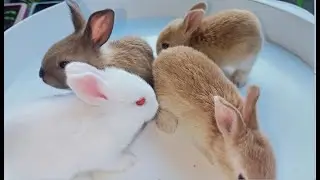 home rabbit farm