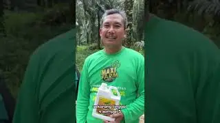 Pupuk Hayati Maxifarm dan Maxihumat terbukti meningkatkan panen Sawit