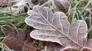 Beautiful Frozen World ❄️❄️ | Pure Nature