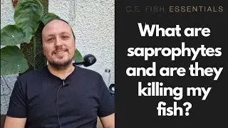 What are saprophytes and are they killing my fish?