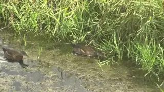 Wood Duck, Nonbreeding. Каролинская утка (1039sp)