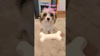 Нажми на 🦴#мойпитомец #собака #pets #cute #собаки #топ #love #нажми #врек #втренде