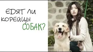 Едят ли корейцы собак? - Спросим у корейца!