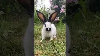 New friends small kitty cat and rabbit #shorts