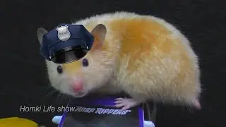 Хомячок Бобби и Машинки 
