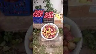 сбор яблок продолжается