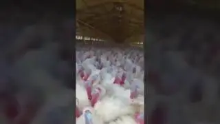 çok komik ve korkunç
