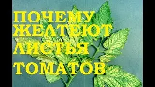 Почему желтеют листья томатов