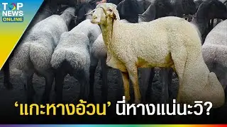 นี่หางแน่นะวิ ? 