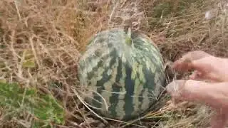 Варим суп из цветной капусты, и повезёт ли с арбузом?