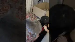 старший специалист
