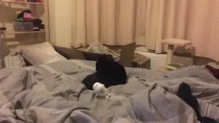 Throwing a TsumTsum at my cat