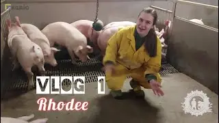 VLOG #1 Rhodee - Rondje bij de vleesvarkens