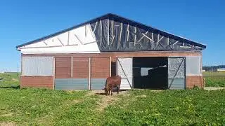 Приучаю Нетелей к улице