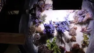 Lesd's 120 Gal Reef - Last Update before moving Derasa Clam