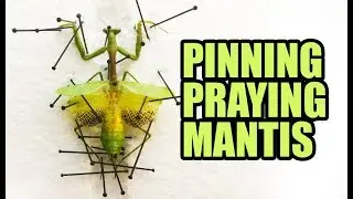 Pinning Carolina Praying Mantis