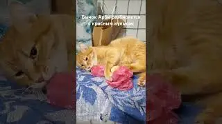 Арби ненавидит красное