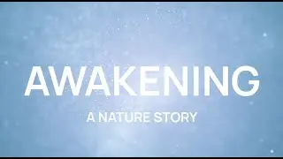 Greetings' Awakening