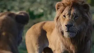 Simba Learns About The Pride Lands Scene | THE LION KING | Movie Scene (2019)