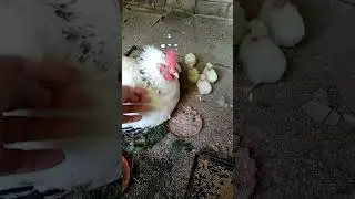 перехожу на курей