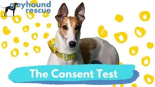 Greyhound Rescue - Consent Test